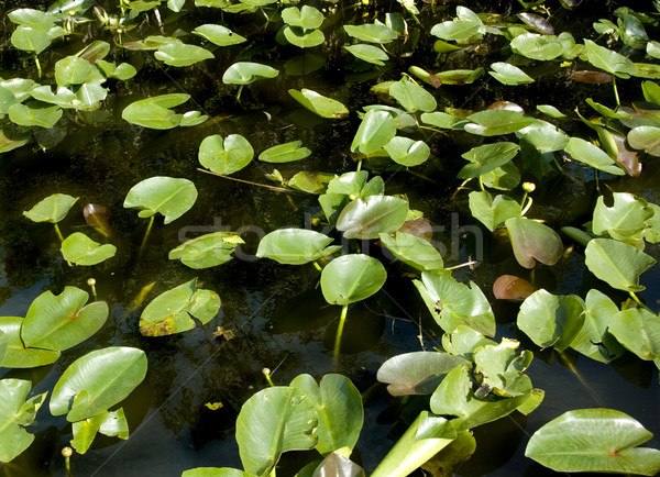 Stockfoto: Water · hyacint · textuur · zon · abstract · natuur