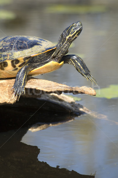 Schildkröte Teich Wasser Frühling Gesicht Stock foto © tmainiero