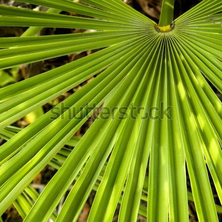 Palm Frond Stock photo © tmainiero