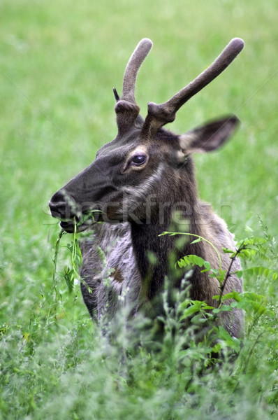 Elk Stock photo © tmainiero