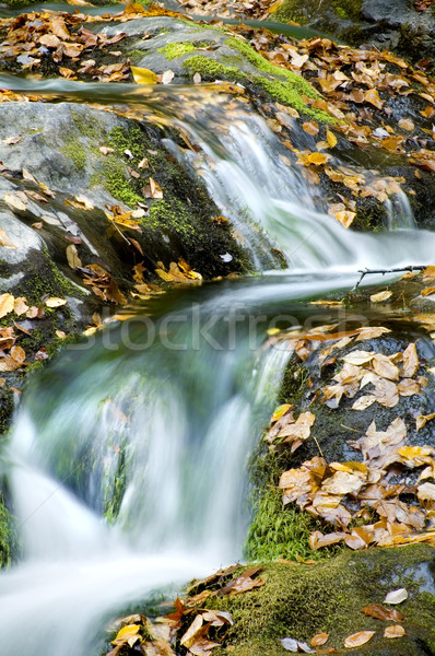 ストックフォト: 滝 · 秋 · 森林 · 葉 · 背景 · 山