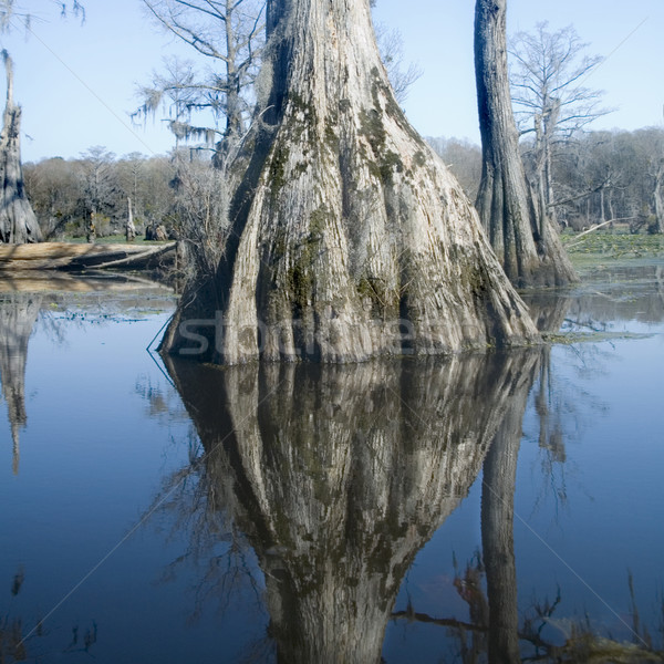 Pântano reflexões reflexão árvore raízes Foto stock © tmainiero