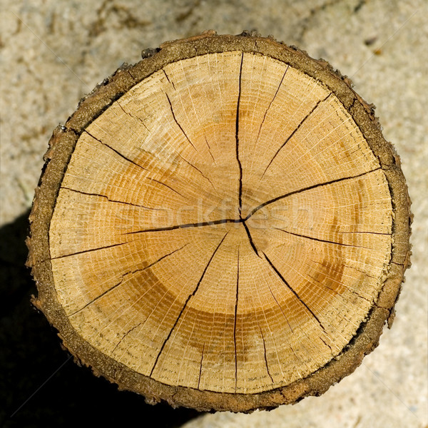Cortar textura árvore madeira indústria construir Foto stock © tmainiero