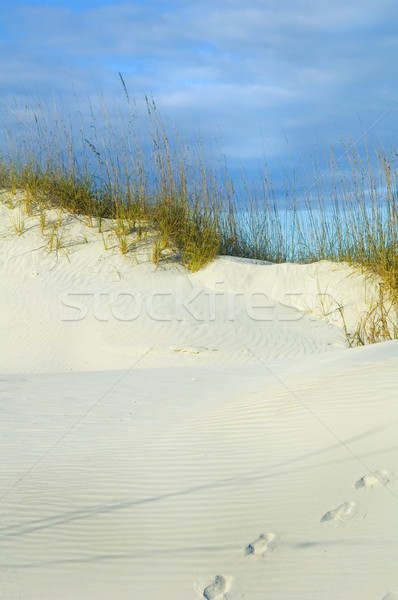 Footsteps in sand Stock photo © tmainiero