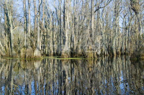 Pantano reflexiones ciprés árboles agua árbol Foto stock © tmainiero