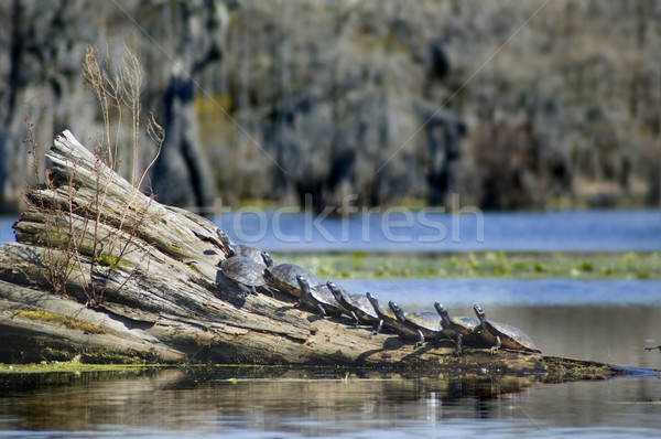 Nine Turtles on log Stock photo © tmainiero