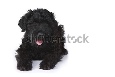 Foto d'archivio: Cute · nero · russo · terrier · cucciolo · cane