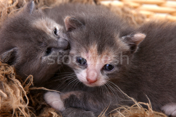 Stock photo: Newborn Kitten in a Basket