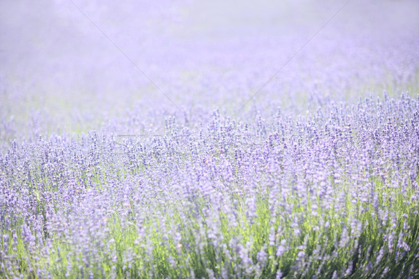 Lavender Field With Purple and Green Stock photo © tobkatrina
