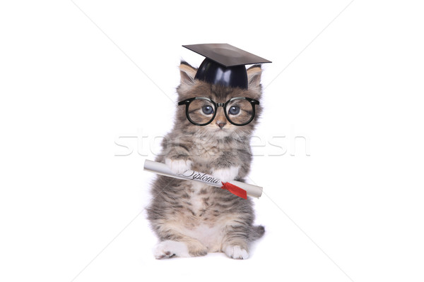 Kitten Graduating With Diploma Stock photo © tobkatrina