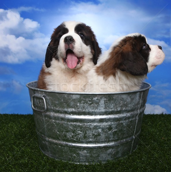 Stock photo: Adorable Saint Bernard Pups 