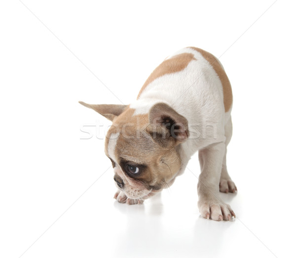 Puppy hond grond shot studio witte Stockfoto © tobkatrina
