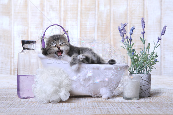 Aranyos imádnivaló kiscica fürdőkád megnyugtató vicces Stock fotó © tobkatrina