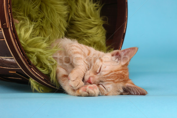 Little Orange Tabby Kitten in Studio Stock photo © tobkatrina