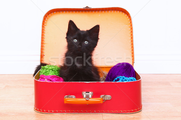 Foto stock: Gatito · caso · hilados · adorable · jóvenes · blanco