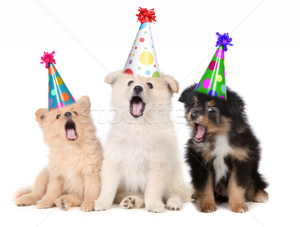 Kiskutyák énekel boldog születésnapot dal humoros visel Stock fotó © tobkatrina