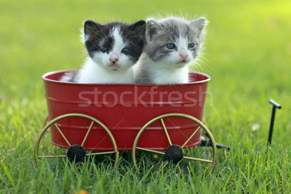 Kittens buitenshuis natuurlijk licht cute weinig groene Stockfoto © tobkatrina