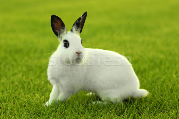  White Bunny Rabbit Outdoors in Grass Stock photo © tobkatrina