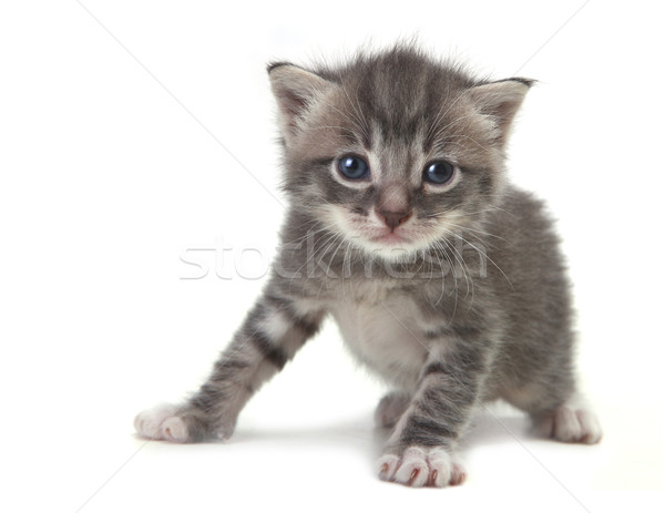 Сток-фото: ребенка · Cute · котенка · белый · прелестный · кошки