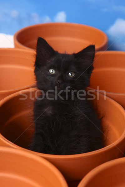 Sleepy Cute Kitten Inside a Clay Pot Stock photo © tobkatrina
