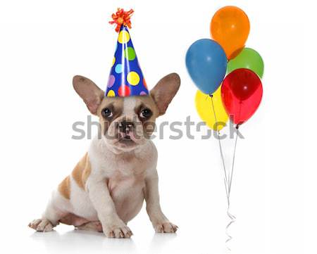 Macska tart születésnap léggömbök visel hülye Stock fotó © tobkatrina