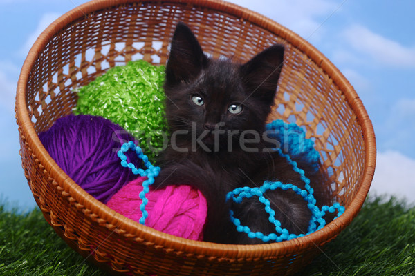 Stockfoto: Aanbiddelijk · kitten · geval · garen · baby · kat