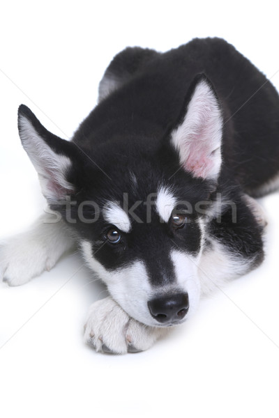 Stock fotó: Alaszkai · kutyakölyök · fehér · stúdió · imádnivaló · kutya