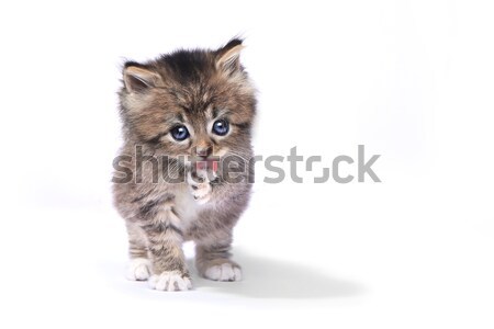 Tiny 4 Week Old Kitten on White Background  Stock photo © tobkatrina