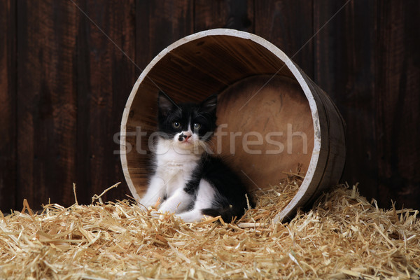 Cute Adorable Kittens in a Barn Setting With Hay Stock photo © tobkatrina