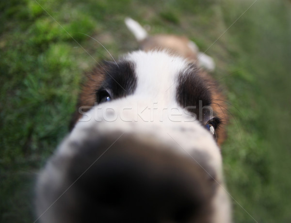 Curious Saint Bernard Puppy Outdoors Stock photo © tobkatrina
