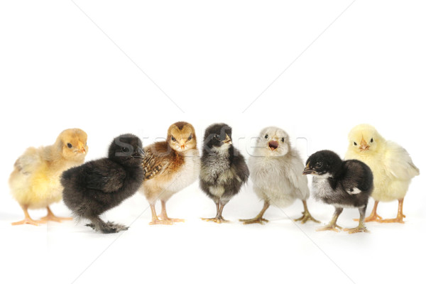 Many Baby Chick Chickens Lined Up on White Stock photo © tobkatrina