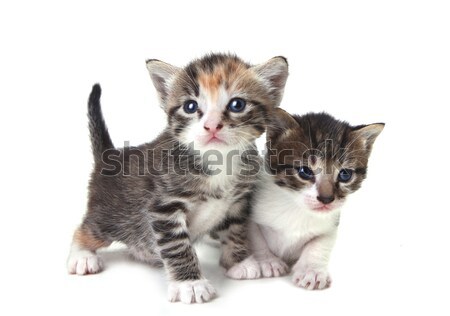 Cute neu geboren Baby Kätzchen isoliert weiß Stock foto © tobkatrina