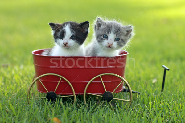 [[stock_photo]]: Chatons · extérieur · lumière · naturelle · cute · peu · vert