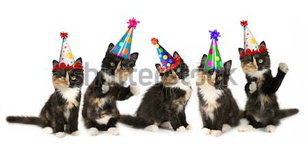 Díszállat állatok izolált visel születésnap sapkák Stock fotó © tobkatrina