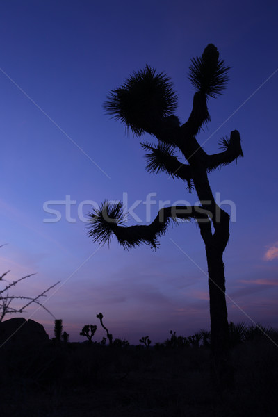 Beautiful Joshua Tree Silhouette at Dusk Stock photo © tobkatrina