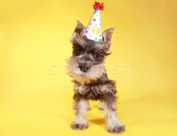 Piccolo schnauzer cucciolo cane cute compleanno Foto d'archivio © tobkatrina
