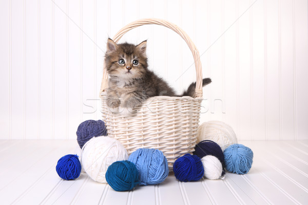 Cute Kitten in a Basket With Yarn on White Stock photo © tobkatrina