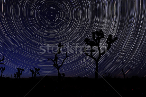 Stockfoto: Lange · blootstelling · star · boom · park · woestijn · sterren