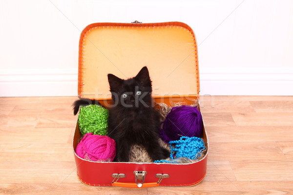 Stockfoto: Kitten · geval · garen · aanbiddelijk · kat · achtergrond