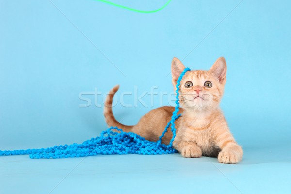 Little Orange Tabby Kitten in Studio Stock photo © tobkatrina