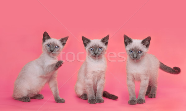 Siamese Kittens on Bright Colorful Background Stock photo © tobkatrina
