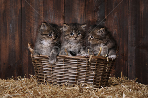 Sevimli çok güzel kedi yavruları ahır saman bebek Stok fotoğraf © tobkatrina