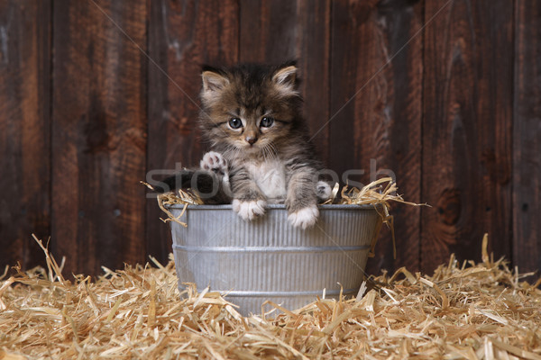 Cute godny podziwu kocięta stodoła siano miłości Zdjęcia stock © tobkatrina