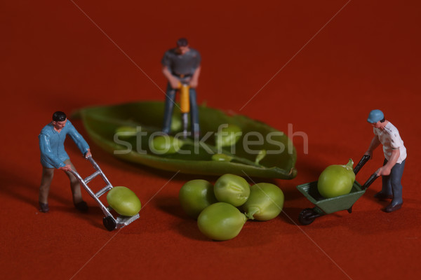 Construction Workers in Conceptual Food Imagery With Snap Peas Stock photo © tobkatrina