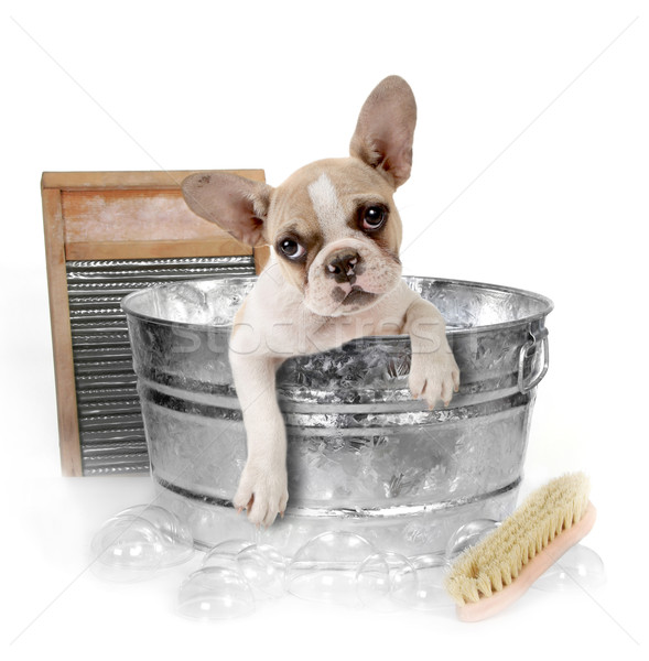 Stock photo: Dog Getting a Bath in a Washtub In Studio