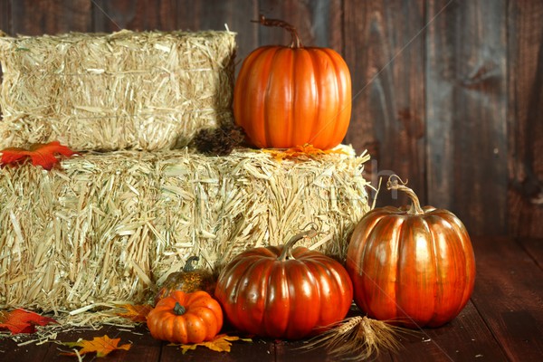 Fall Themed Scene With Pumpkins on Wood  Stock photo © tobkatrina