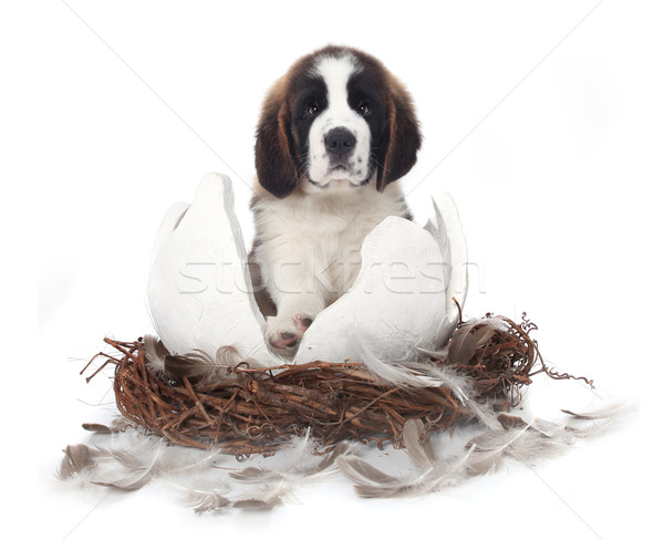 Jonge puppy witte vergadering gebarsten Stockfoto © tobkatrina