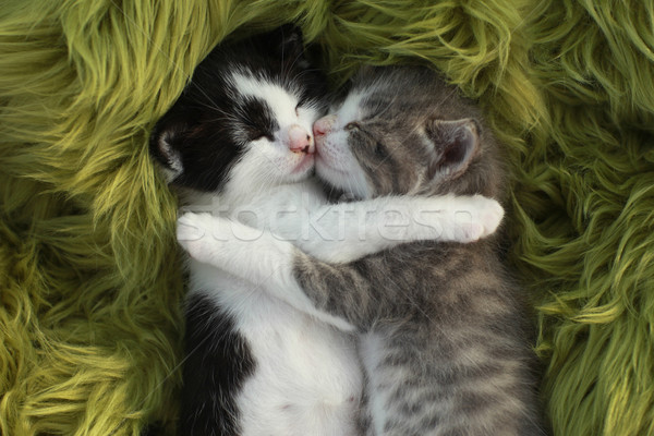 Foto stock: Gatinhos · ao · ar · livre · bonitinho · pequeno · amor