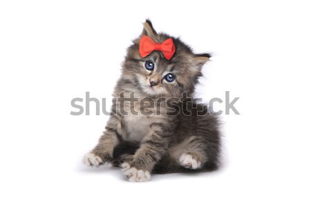 Cute Tiny Kitten on a White Background Stock photo © tobkatrina