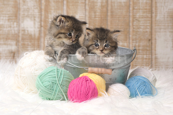 Kittens With Balls of Yarn in Studio Stock photo © tobkatrina